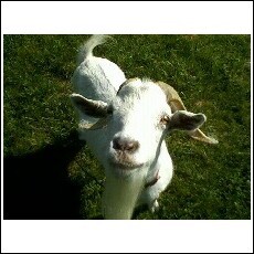 richies goat