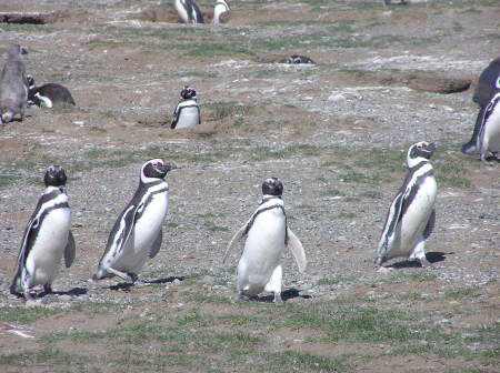 Penquins at Magdelena Island