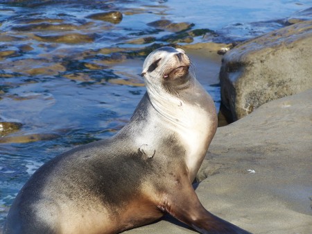 Seal at San Diego