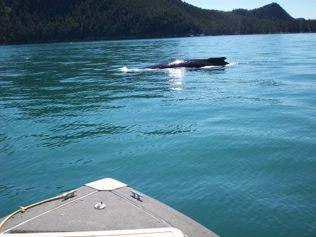 Pesky whale