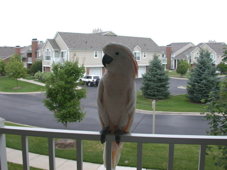 Mr. Peaches hanging out on the deck rail