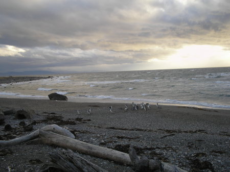 Pinguineras, Punta Arenas