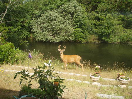 Buck in my back yard