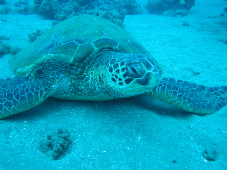 Green Sea Turtle