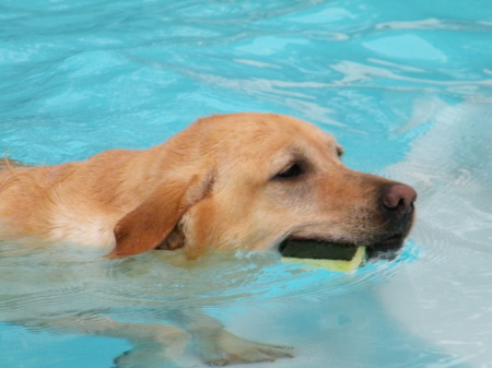 Otis swimming in the pool
