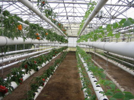 My Greenhouse
