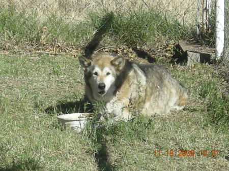 April my 13 year-old Timber Wolf