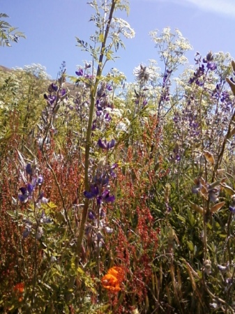 purple wild flowers gsp