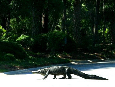 Out for a stroll, S.Carolina