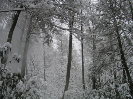 1st_Snowfall_2009_Trees_10
