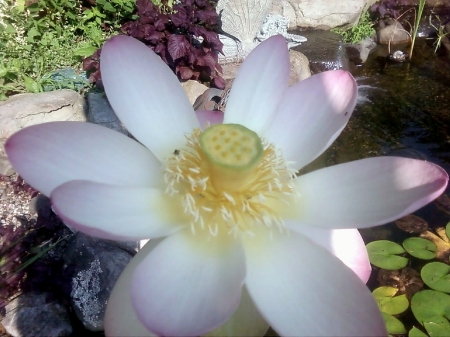 lotus blossom