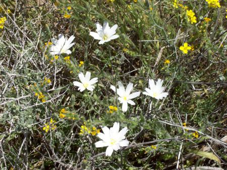 Tonopah wild flowers