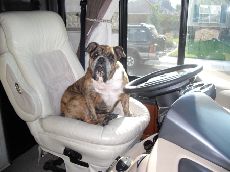 my dog brutus in the RV
