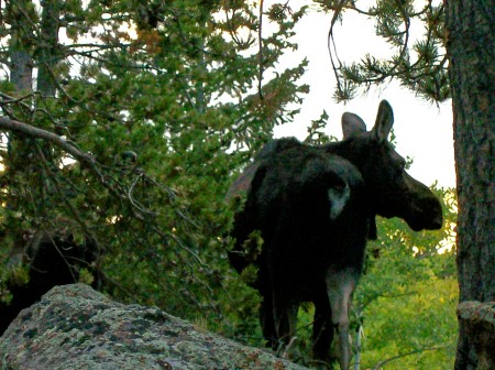 We have Moose in our neighborhood