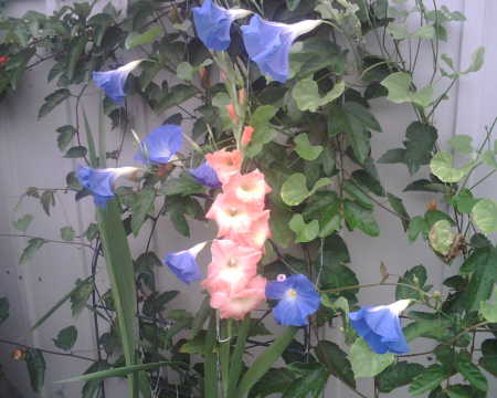 Gladiolas and morning glories