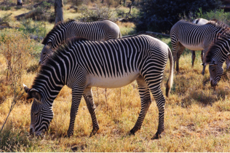 Grevy zebra (Kenya)