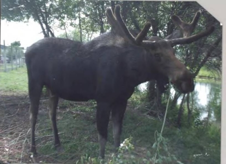 Rumplestiltzkin the Moose