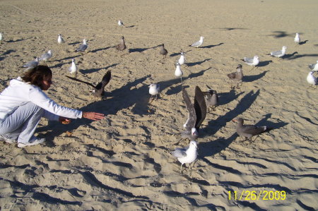 Seagull Feeding/Fun at Cabrillo Beach, CA