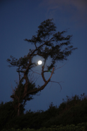 c250a sunrise, full moon thru a tree