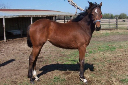 2008 filly