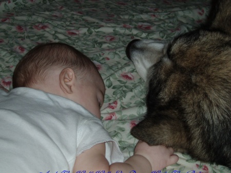 WOLF  AND  BABY