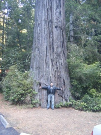 Big Tree