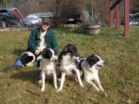 Border Collie Babies