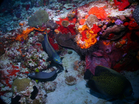 And yes, there are fish in Cozumel