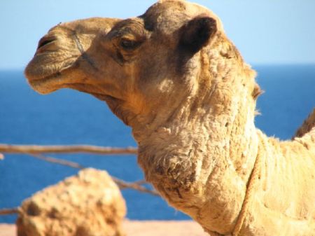 Camel-Head[1]