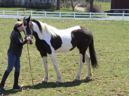 Friesian Sporthorse