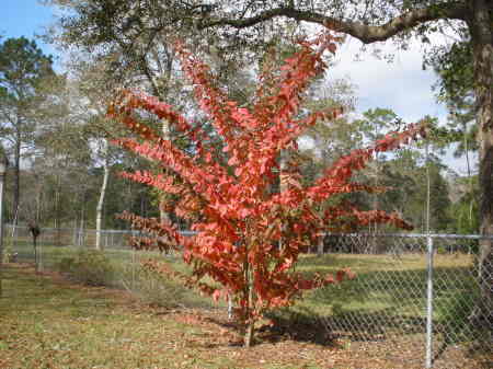 Crepe Myrtle in Fall Foliage