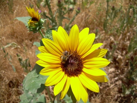 Tanner Park - summer 2008