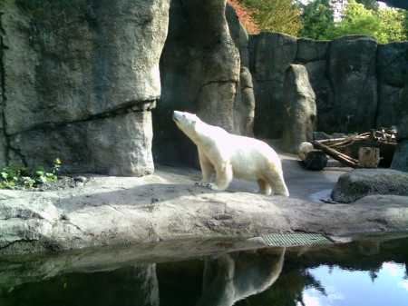 Polar Bear Pool 2