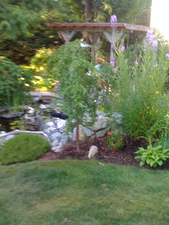 More garden 2009