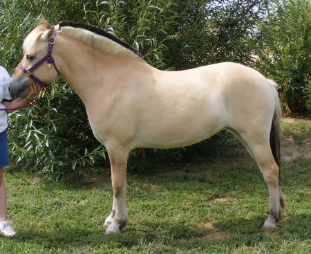 Lena our 3 yr old Norwegian Fjord Horse