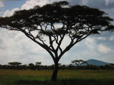 Thorn tree in Kenya