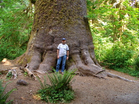 the Rain Forest