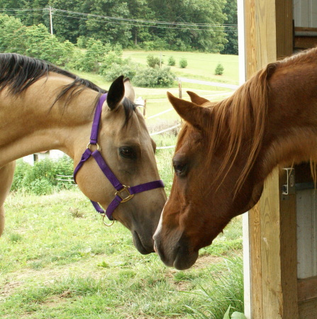 Maggie&Misty