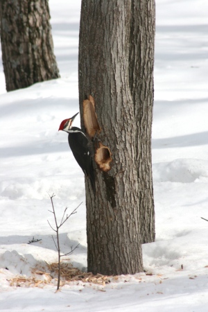 The Pileated Woodpecker