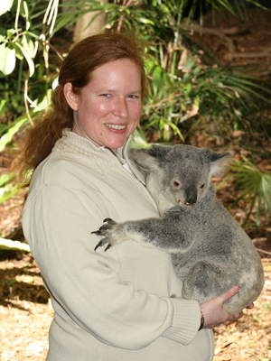 Koala sanctuary in Australia