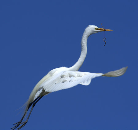 Greater Egret