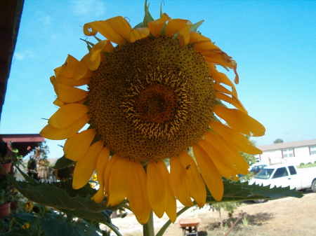 mammoth sunflowers