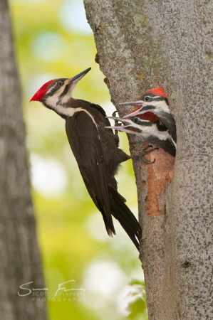 Pileated Woodpecker and chicks