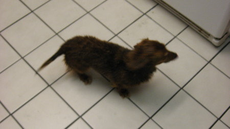 My long-haired Miniature Dachsund, Mollie