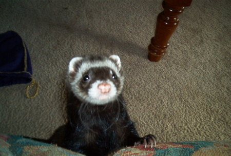 Buddy my Best Friend the Ferret