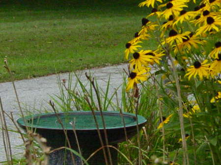 Bird Bath 2009