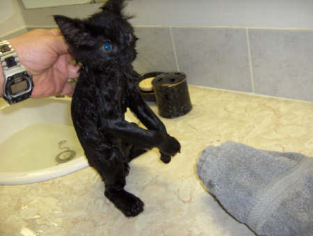 Felix, the cat...likes to bath in the sink