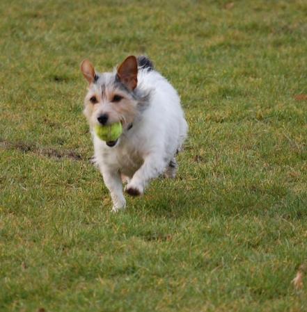 Millhouse, our Jack Russell