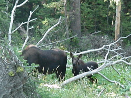 Mama and Baby Moose