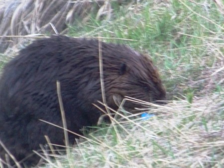 Wild Beaver, eating grass